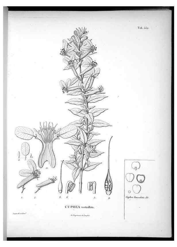 Reproducción/Reproduction 49556128458: Nova genera et species plantarum :. Antverpiae :Ex officina Christophori Plantini ...,1576.. 