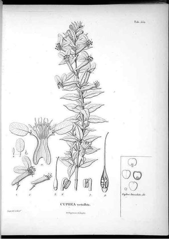 Reproducción/Reproduction 49556128458: Nova genera et species plantarum :. Antverpiae :Ex officina Christophori Plantini ...,1576.. 