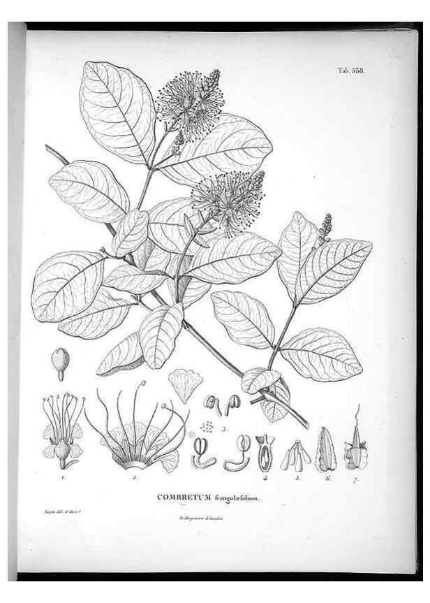 Reproducción/Reproduction 49556125703: Nova genera et species plantarum :. Antverpiae :Ex officina Christophori Plantini ...,1576.. 