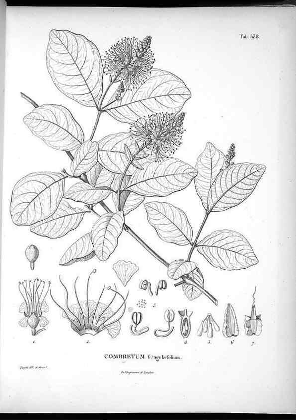 Reproducción/Reproduction 49556125703: Nova genera et species plantarum :. Antverpiae :Ex officina Christophori Plantini ...,1576.. 