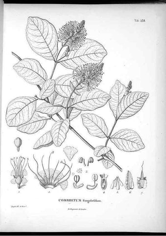 Reproducción/Reproduction 49556125703: Nova genera et species plantarum :. Antverpiae :Ex officina Christophori Plantini ...,1576.. 