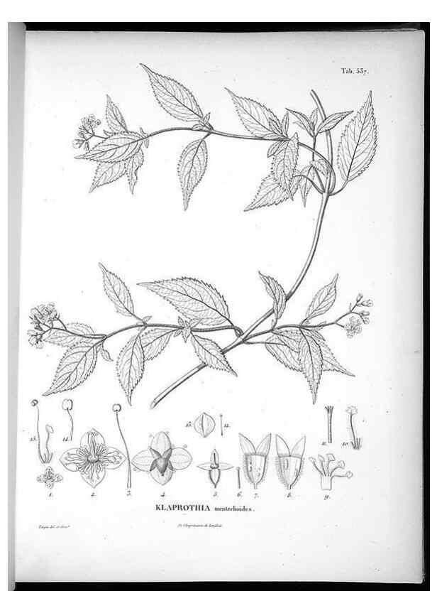 Reproducción/Reproduction 49556622596: Nova genera et species plantarum :. Antverpiae :Ex officina Christophori Plantini ...,1576.. 