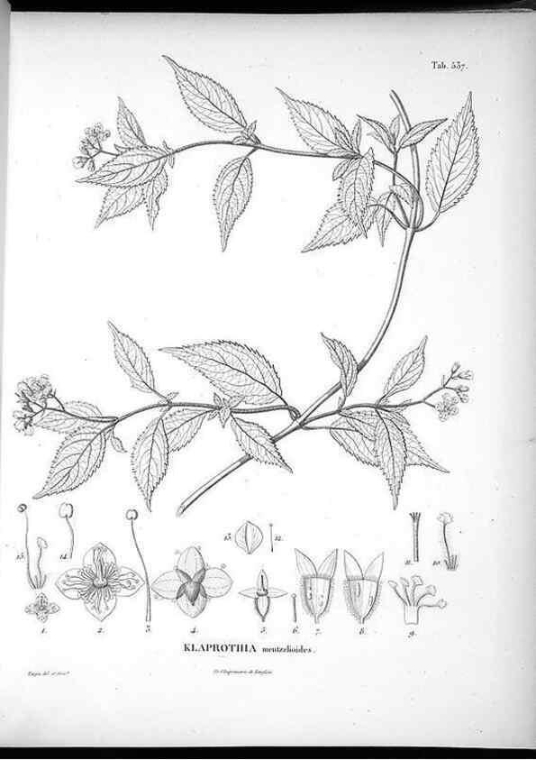 Reproducción/Reproduction 49556622596: Nova genera et species plantarum :. Antverpiae :Ex officina Christophori Plantini ...,1576.. 