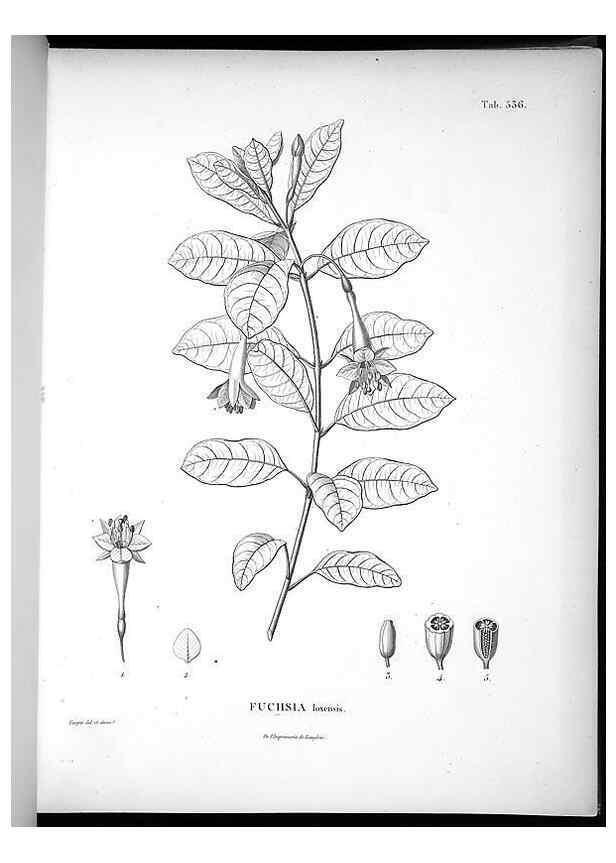 Reproducción/Reproduction 49556125373: Nova genera et species plantarum :. Antverpiae :Ex officina Christophori Plantini ...,1576.. 