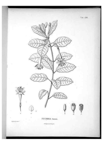 Reproducción/Reproduction 49556125373: Nova genera et species plantarum :. Antverpiae :Ex officina Christophori Plantini ...,1576.. 