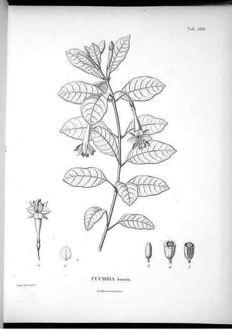 Reproducción/Reproduction 49556125373: Nova genera et species plantarum :. Antverpiae :Ex officina Christophori Plantini ...,1576.. 