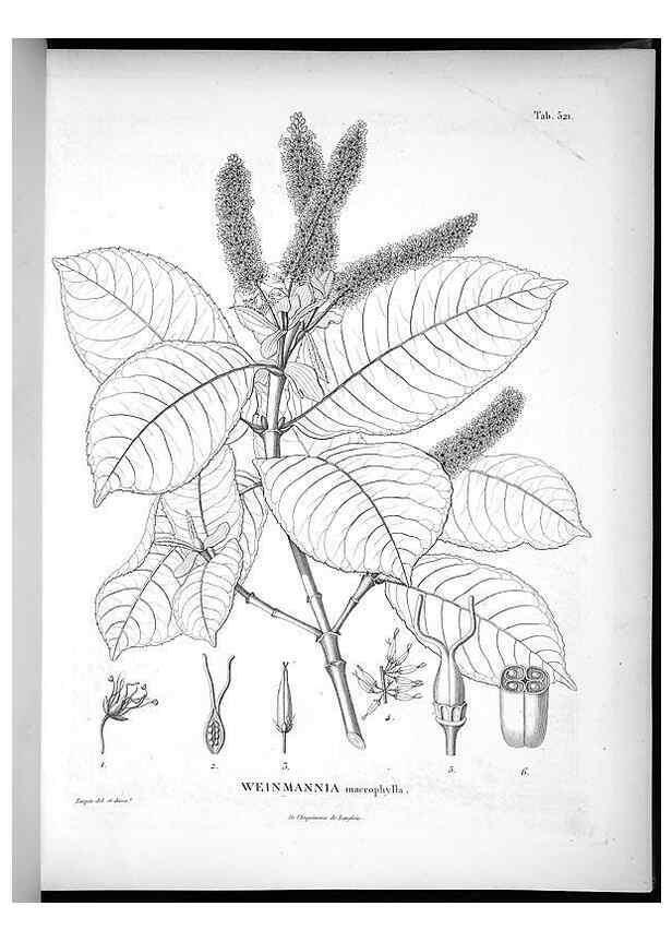 Reproducción/Reproduction 49556856937: Nova genera et species plantarum :. Antverpiae :Ex officina Christophori Plantini ...,1576.. 