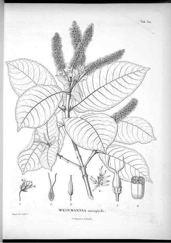 Reproducción/Reproduction 49556856937: Nova genera et species plantarum :. Antverpiae :Ex officina Christophori Plantini ...,1576.. 