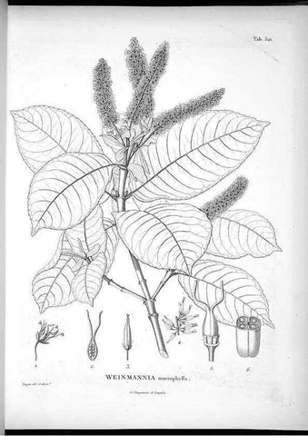 Reproducción/Reproduction 49556856937: Nova genera et species plantarum :. Antverpiae :Ex officina Christophori Plantini ...,1576.. 