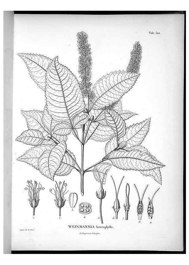 Reproducción/Reproduction 49556857112: Nova genera et species plantarum :. Antverpiae :Ex officina Christophori Plantini ...,1576.. 