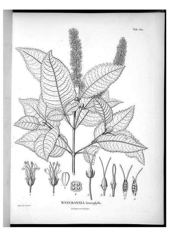 Reproducción/Reproduction 49556857112: Nova genera et species plantarum :. Antverpiae :Ex officina Christophori Plantini ...,1576.. 