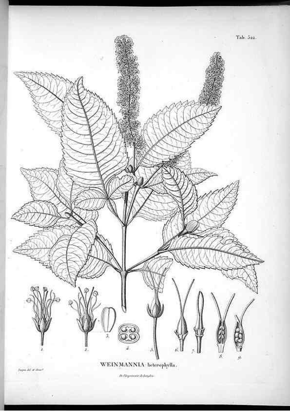 Reproducción/Reproduction 49556857112: Nova genera et species plantarum :. Antverpiae :Ex officina Christophori Plantini ...,1576.. 