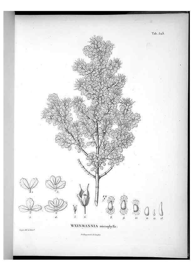 Reproducción/Reproduction 49556857302: Nova genera et species plantarum :. Antverpiae :Ex officina Christophori Plantini ...,1576.. 