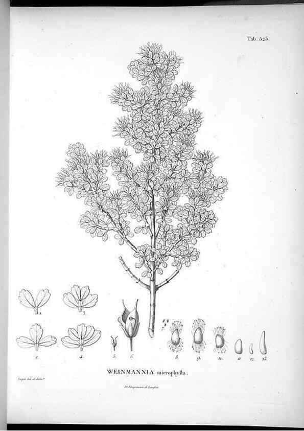 Reproducción/Reproduction 49556857302: Nova genera et species plantarum :. Antverpiae :Ex officina Christophori Plantini ...,1576.. 