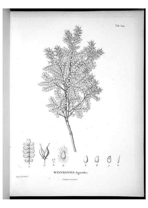 Reproducción/Reproduction 49556857517: Nova genera et species plantarum :. Antverpiae :Ex officina Christophori Plantini ...,1576.. 