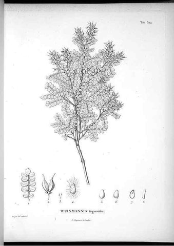Reproducción/Reproduction 49556857517: Nova genera et species plantarum :. Antverpiae :Ex officina Christophori Plantini ...,1576.. 