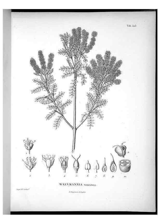 Reproducción/Reproduction 49556620641: Nova genera et species plantarum :. Antverpiae :Ex officina Christophori Plantini ...,1576.. 
