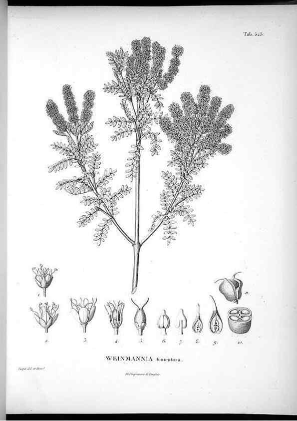 Reproducción/Reproduction 49556620641: Nova genera et species plantarum :. Antverpiae :Ex officina Christophori Plantini ...,1576.. 