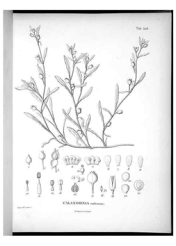 Reproducción/Reproduction 49556857897: Nova genera et species plantarum :. Antverpiae :Ex officina Christophori Plantini ...,1576.. 