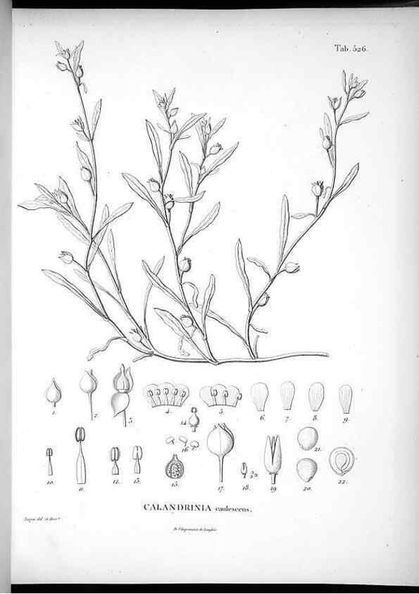 Reproducción/Reproduction 49556857897: Nova genera et species plantarum :. Antverpiae :Ex officina Christophori Plantini ...,1576.. 