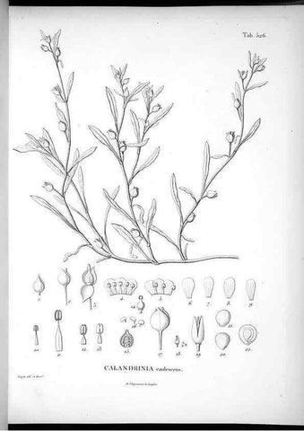Reproducción/Reproduction 49556857897: Nova genera et species plantarum :. Antverpiae :Ex officina Christophori Plantini ...,1576.. 