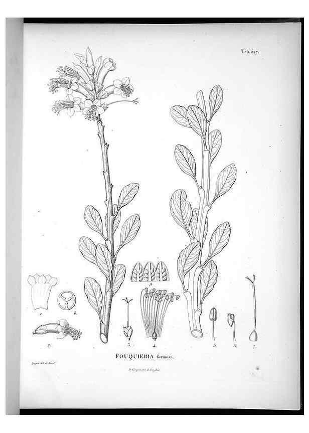 Reproducción/Reproduction 49556124048: Nova genera et species plantarum :. Antverpiae :Ex officina Christophori Plantini ...,1576.. 