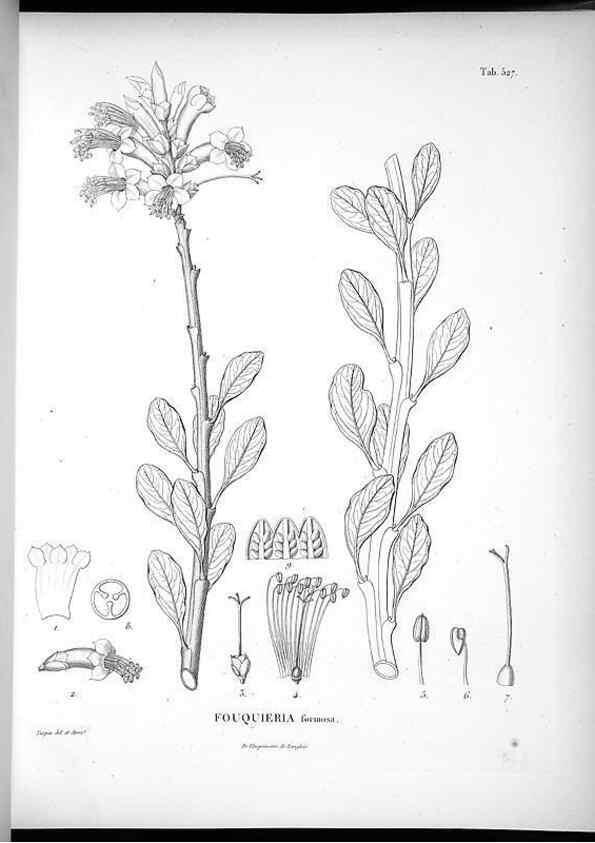 Reproducción/Reproduction 49556124048: Nova genera et species plantarum :. Antverpiae :Ex officina Christophori Plantini ...,1576.. 