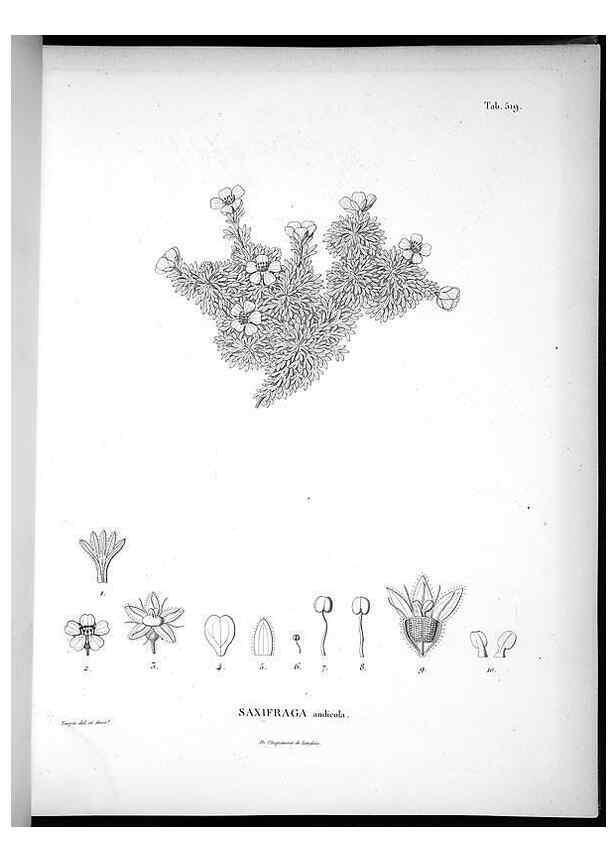 Reproducción/Reproduction 49556122743: Nova genera et species plantarum :. Antverpiae :Ex officina Christophori Plantini ...,1576.. 