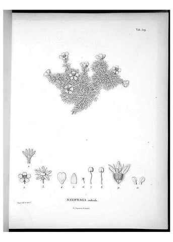 Reproducción/Reproduction 49556122743: Nova genera et species plantarum :. Antverpiae :Ex officina Christophori Plantini ...,1576.. 