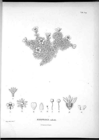 Reproducción/Reproduction 49556122743: Nova genera et species plantarum :. Antverpiae :Ex officina Christophori Plantini ...,1576.. 