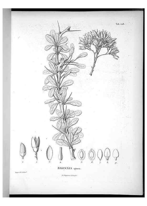 Reproducción/Reproduction 49556858227: Nova genera et species plantarum :. Antverpiae :Ex officina Christophori Plantini ...,1576.. 