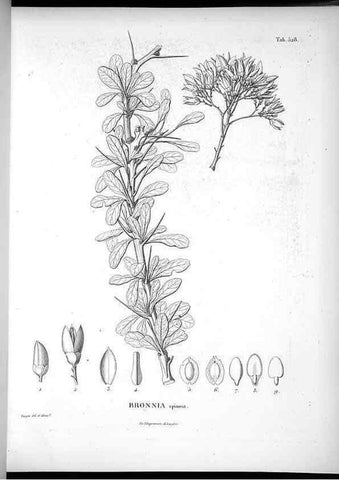 Reproducción/Reproduction 49556858227: Nova genera et species plantarum :. Antverpiae :Ex officina Christophori Plantini ...,1576.. 