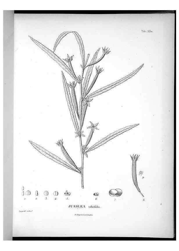 Reproducción/Reproduction 49556124483: Nova genera et species plantarum :. Antverpiae :Ex officina Christophori Plantini ...,1576.. 