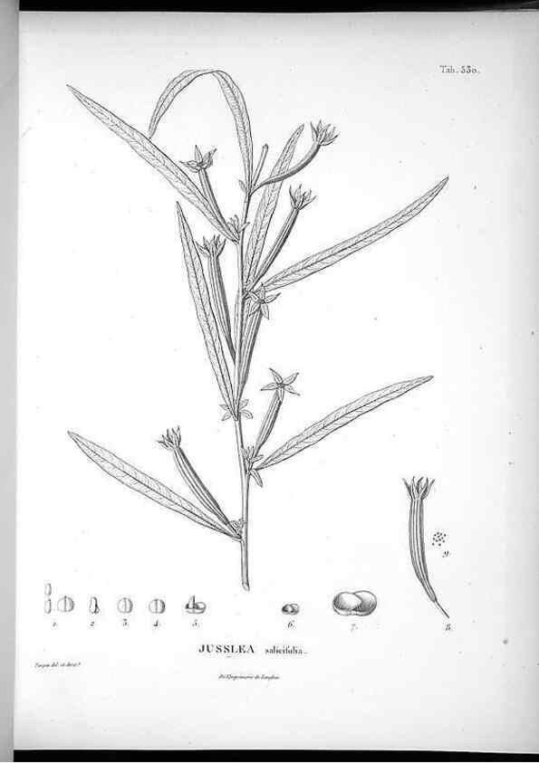 Reproducción/Reproduction 49556124483: Nova genera et species plantarum :. Antverpiae :Ex officina Christophori Plantini ...,1576.. 