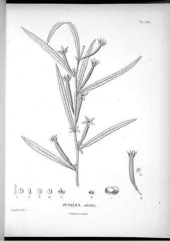 Reproducción/Reproduction 49556124483: Nova genera et species plantarum :. Antverpiae :Ex officina Christophori Plantini ...,1576.. 