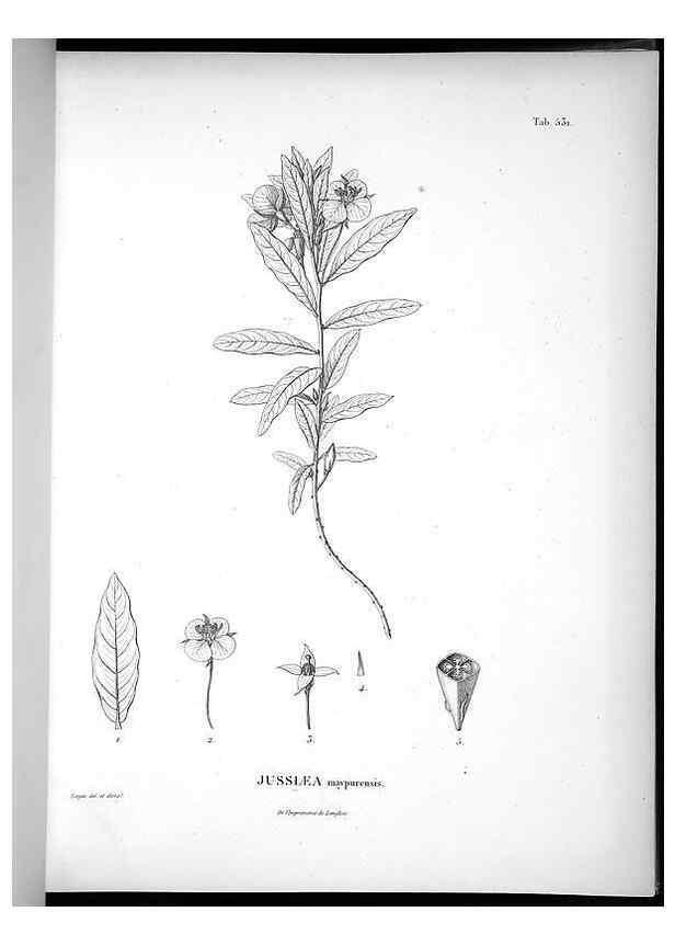 Reproducción/Reproduction 49556621526: Nova genera et species plantarum :. Antverpiae :Ex officina Christophori Plantini ...,1576.. 