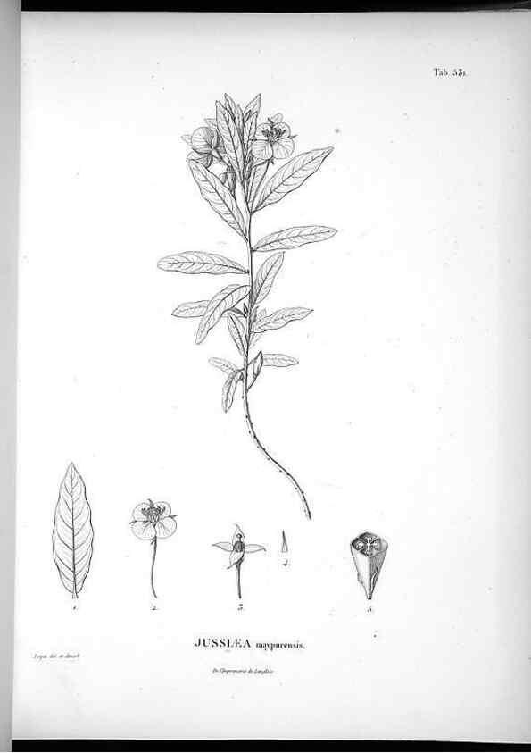 Reproducción/Reproduction 49556621526: Nova genera et species plantarum :. Antverpiae :Ex officina Christophori Plantini ...,1576.. 