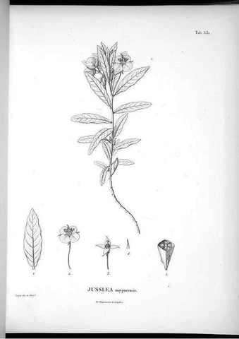 Reproducción/Reproduction 49556621526: Nova genera et species plantarum :. Antverpiae :Ex officina Christophori Plantini ...,1576.. 
