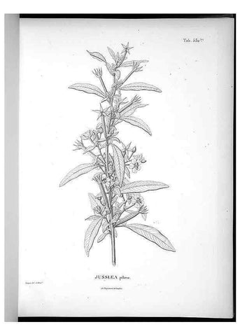 Reproducción/Reproduction 49556858837: Nova genera et species plantarum :. Antverpiae :Ex officina Christophori Plantini ...,1576.. 