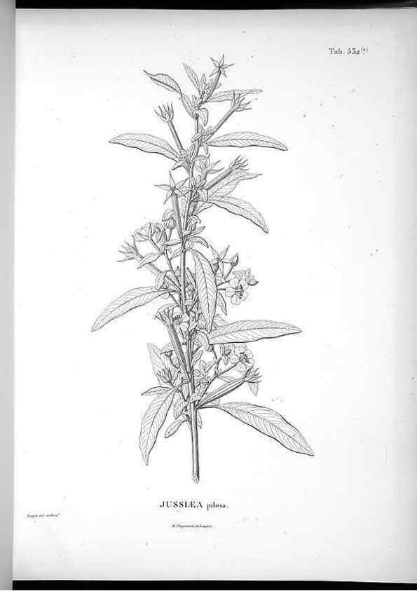 Reproducción/Reproduction 49556858837: Nova genera et species plantarum :. Antverpiae :Ex officina Christophori Plantini ...,1576.. 