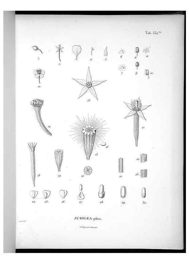 Reproducción/Reproduction 49556621856: Nova genera et species plantarum :. Antverpiae :Ex officina Christophori Plantini ...,1576.. 
