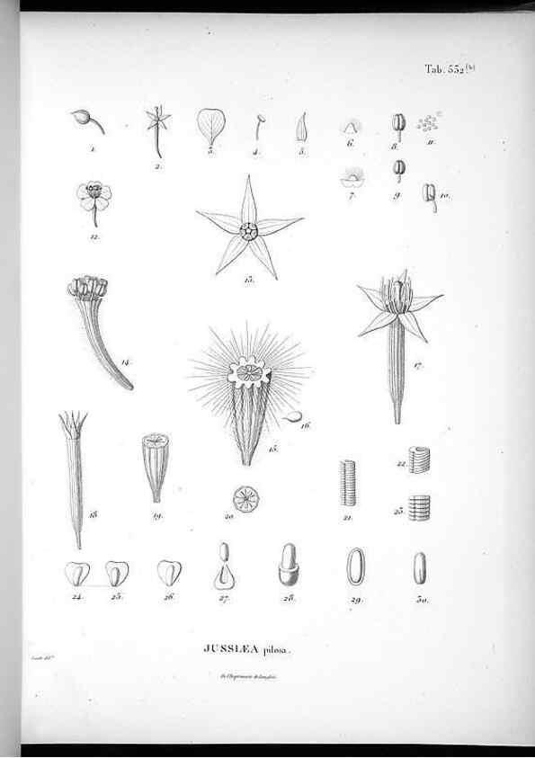 Reproducción/Reproduction 49556621856: Nova genera et species plantarum :. Antverpiae :Ex officina Christophori Plantini ...,1576.. 