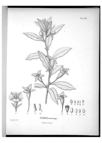Reproducción/Reproduction 49556859147: Nova genera et species plantarum :. Antverpiae :Ex officina Christophori Plantini ...,1576.. 