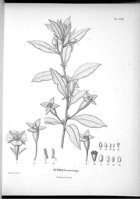 Reproducción/Reproduction 49556859147: Nova genera et species plantarum :. Antverpiae :Ex officina Christophori Plantini ...,1576.. 