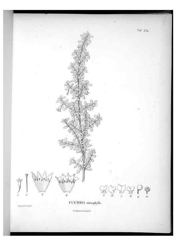 Reproducción/Reproduction 49556859267: Nova genera et species plantarum :. Antverpiae :Ex officina Christophori Plantini ...,1576.. 