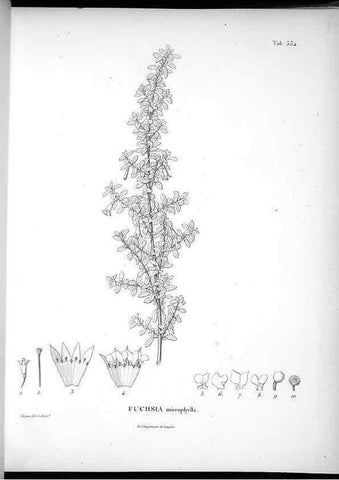 Reproducción/Reproduction 49556859267: Nova genera et species plantarum :. Antverpiae :Ex officina Christophori Plantini ...,1576.. 