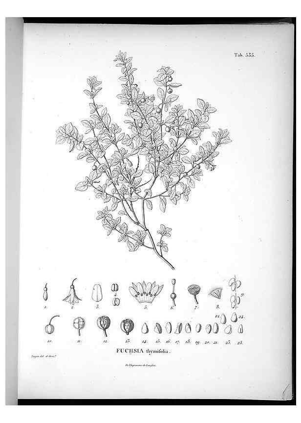 Reproducción/Reproduction 49556859487: Nova genera et species plantarum :. Antverpiae :Ex officina Christophori Plantini ...,1576.. 