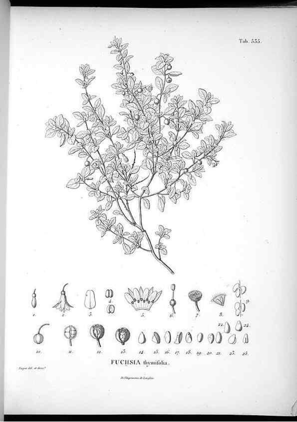 Reproducción/Reproduction 49556859487: Nova genera et species plantarum :. Antverpiae :Ex officina Christophori Plantini ...,1576.. 