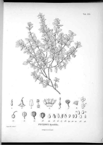 Reproducción/Reproduction 49556859487: Nova genera et species plantarum :. Antverpiae :Ex officina Christophori Plantini ...,1576.. 