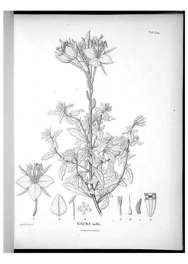 Reproducción/Reproduction 49556621261: Nova genera et species plantarum :. Antverpiae :Ex officina Christophori Plantini ...,1576.. 